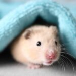 Why Hamsters Make Ideal Starter Pets_ Care Essentials, Behavior, and Responsible Ownership