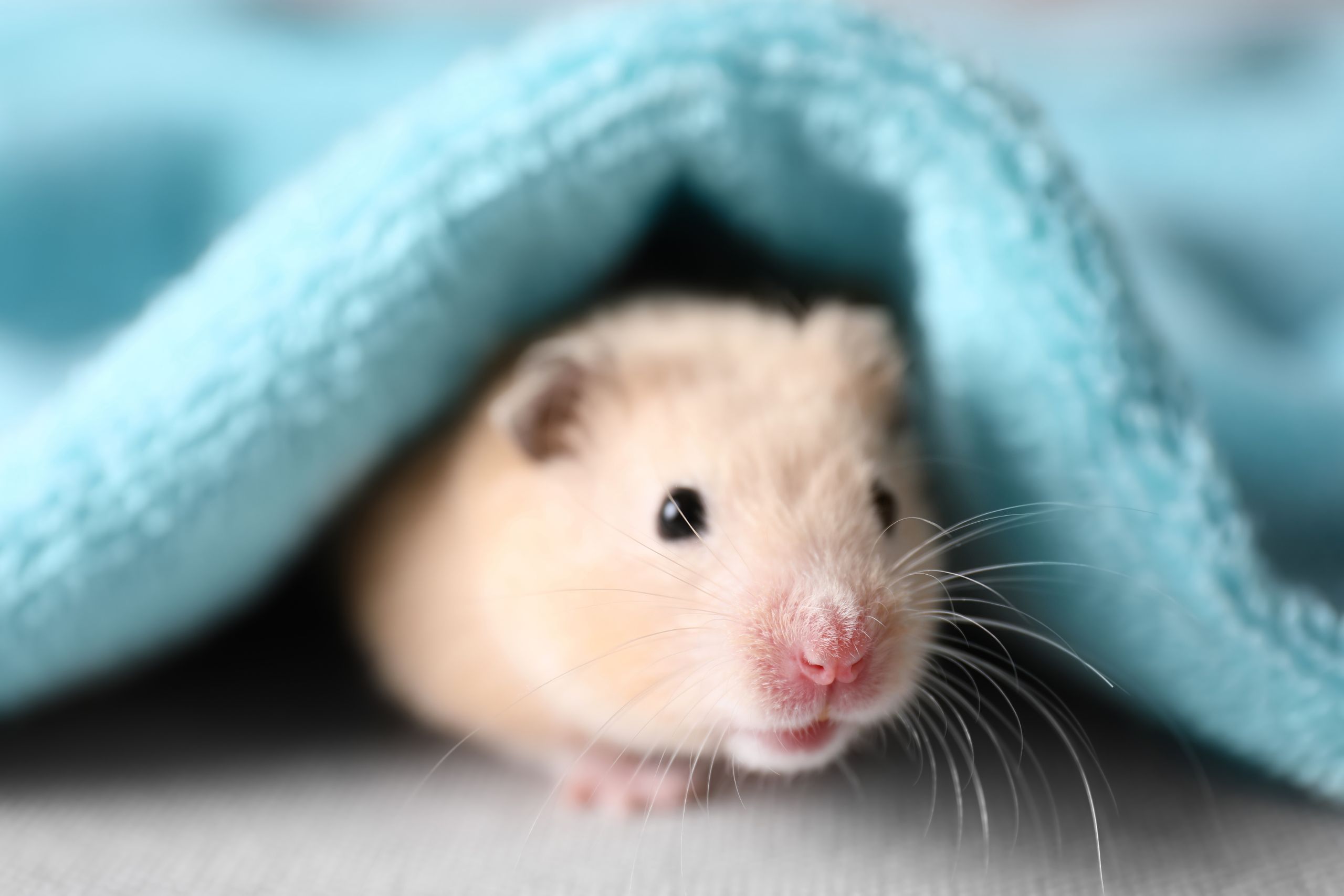 Why Hamsters Make Ideal Starter Pets: Care Essentials, Behavior, and Responsible Ownership