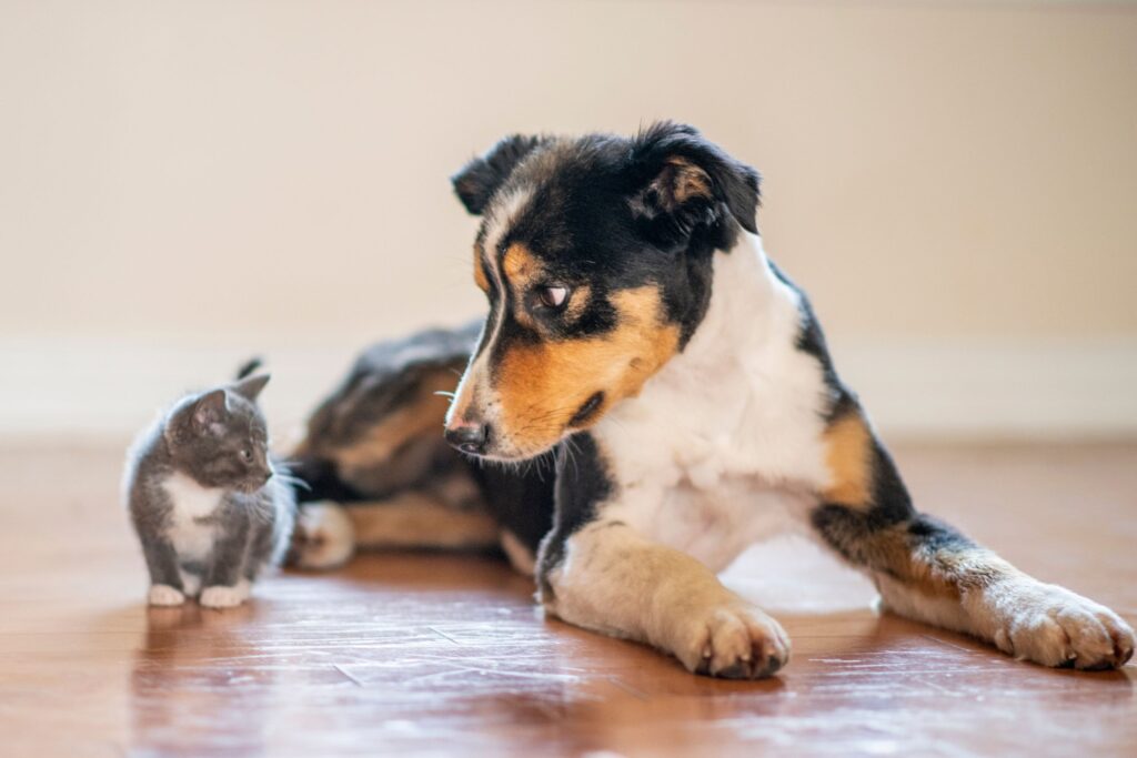 Pet Care_ Heartfelt Guidance for Every Animal Lover